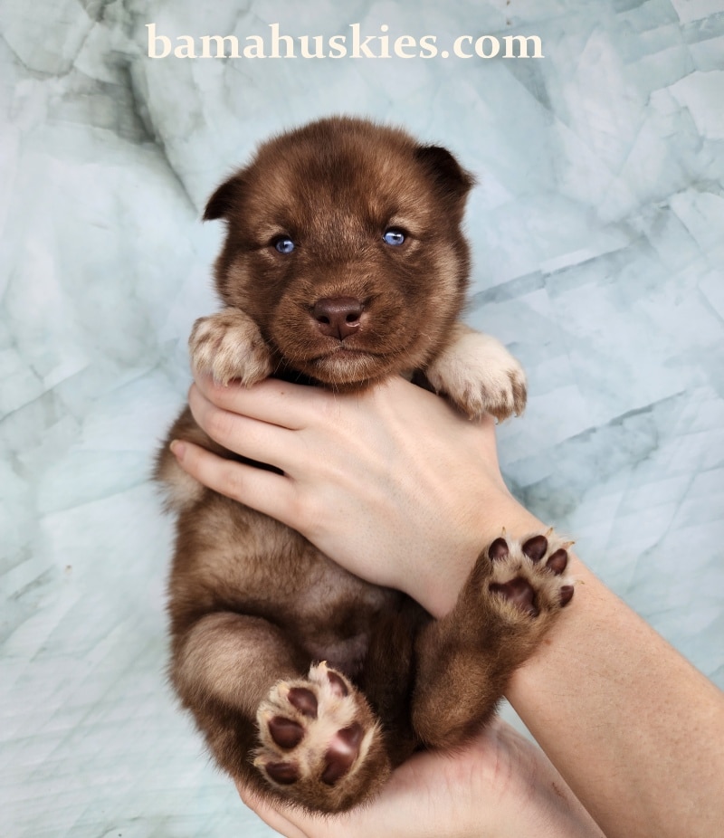 copper husky puppy for sale