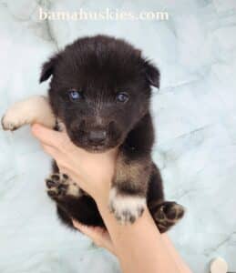 agouti husky puppy for sale