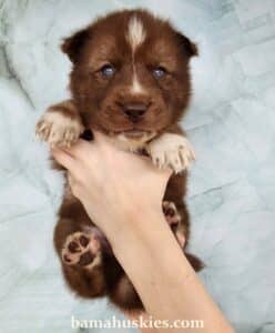 copper husky puppy for sale