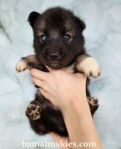 agouti husky puppy for sale