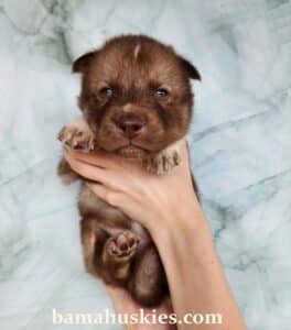 copper husky puppy for sale