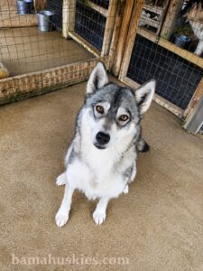 Everest agouti husky 