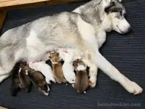 husky mom with puppies