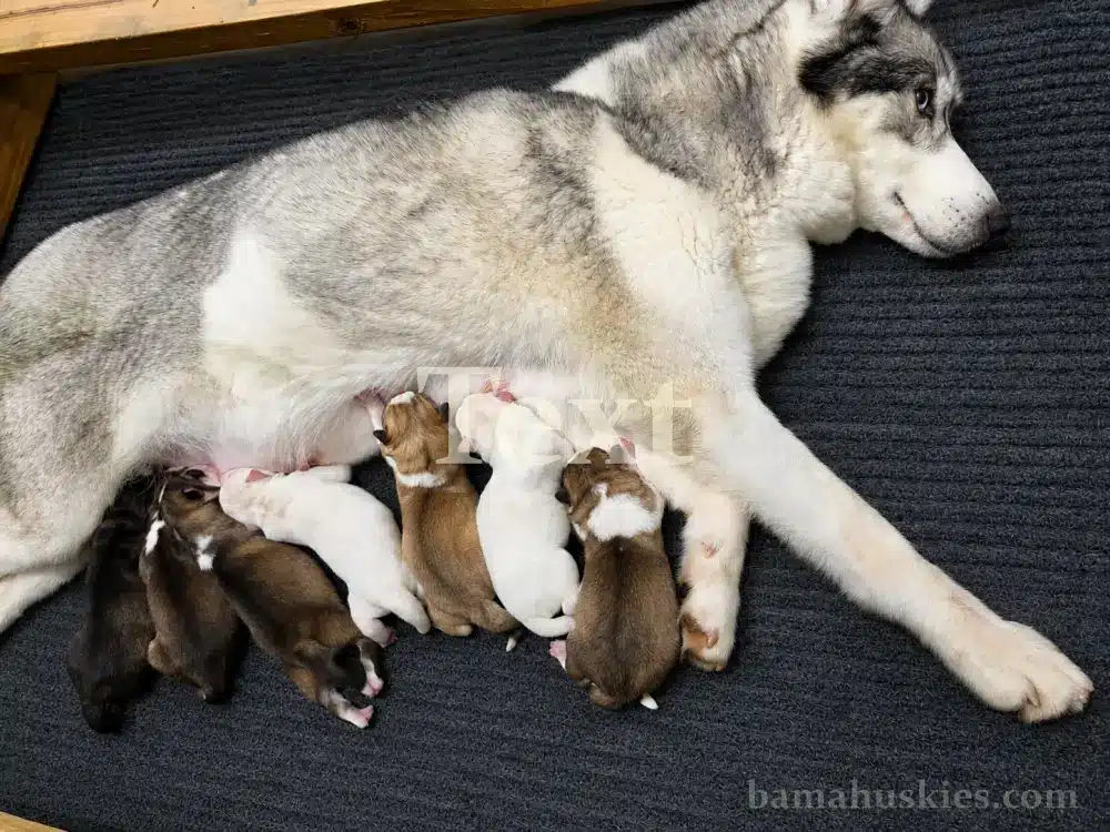 husky mom with puppies