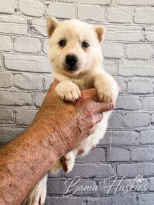 a white female husky puppy