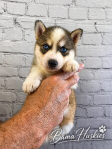A sable husky puppy female from Eclipse litter.
