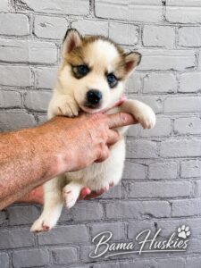 A sable and white female husky puppy.