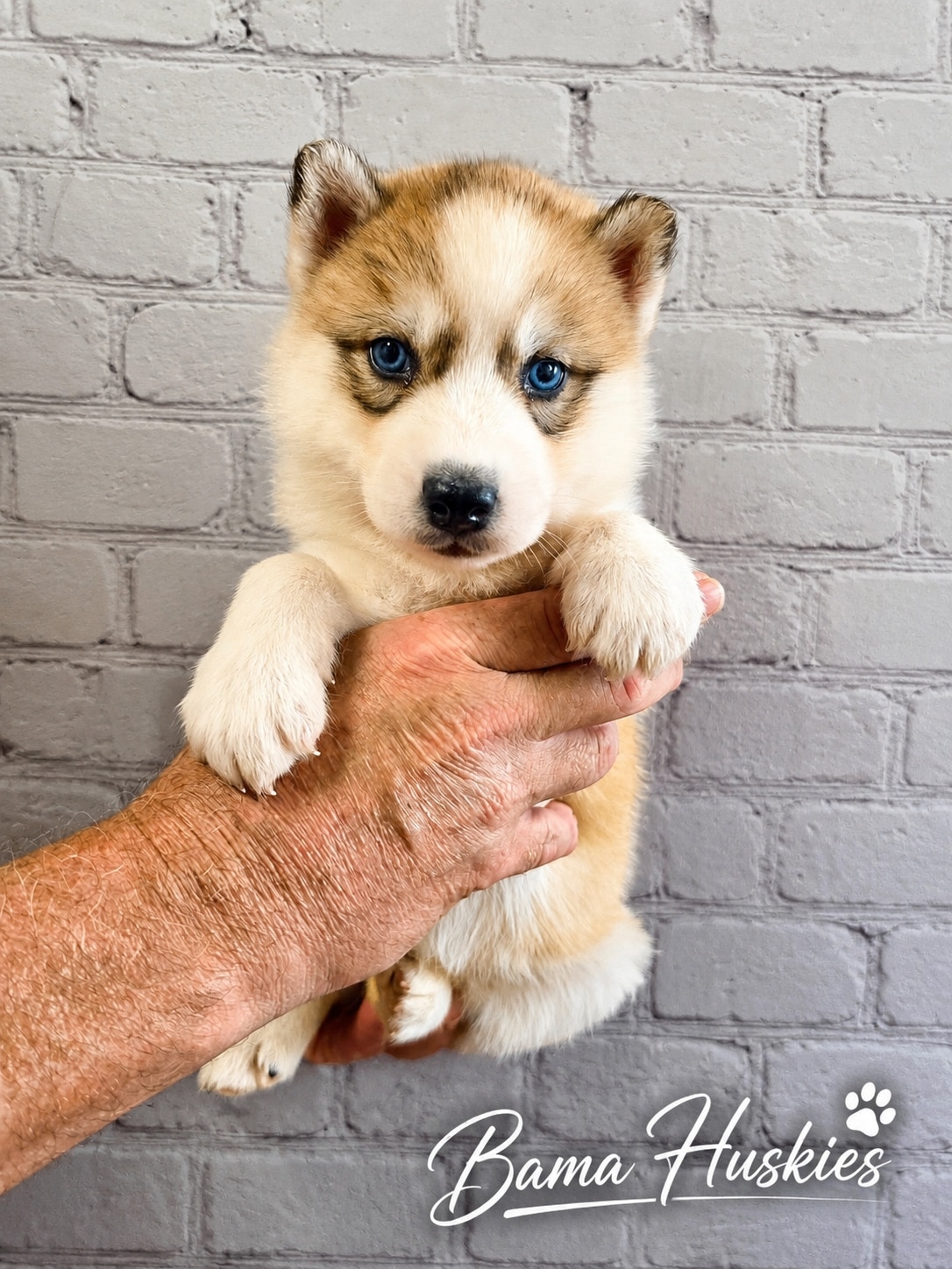 A light-colored sable and white husky puppy