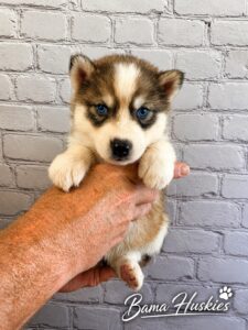 A dark sable husky puppy.