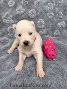 “Two-week-old Siberian Husky puppies from Bama Huskies, a family-focused Husky breeder in North Alabama with a puppy waiting list.”