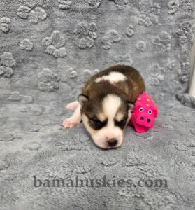 “Two-week-old Siberian Husky puppy raised at Bama Huskies in North Alabama.”