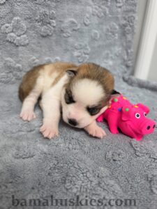 “Two-week-old Siberian Husky puppy raised at Bama Huskies in North Alabama.”