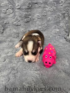 “Two-week-old Siberian Husky puppy raised at Bama Huskies in North Alabama.”