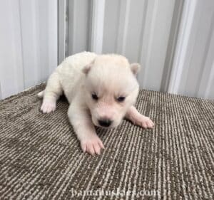 white husky puppy