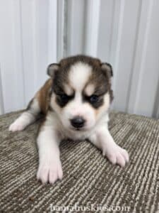 sable husky puppy for sale