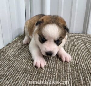 sable and white husky puppy for sale