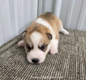 light sable and white husky puppy for sale