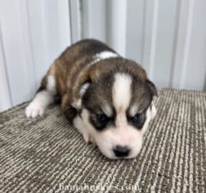 dark sable and white husky puppy for sale