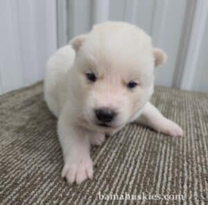 white husky puppy for sale