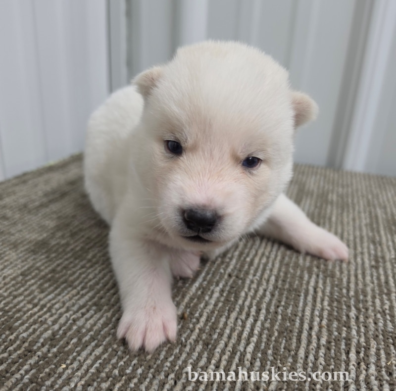 white husky puppy for sale