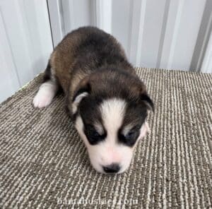 Dark sable husky puppy for sale