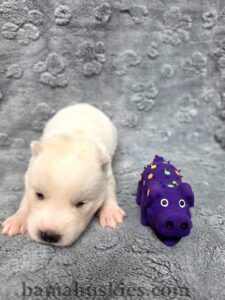 “Two-week-old Siberian Husky puppy raised at Bama Huskies in North Alabama.”