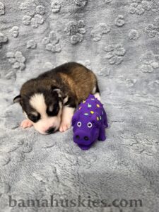 “Two-week-old Siberian Husky puppy raised at Bama Huskies in North Alabama.”