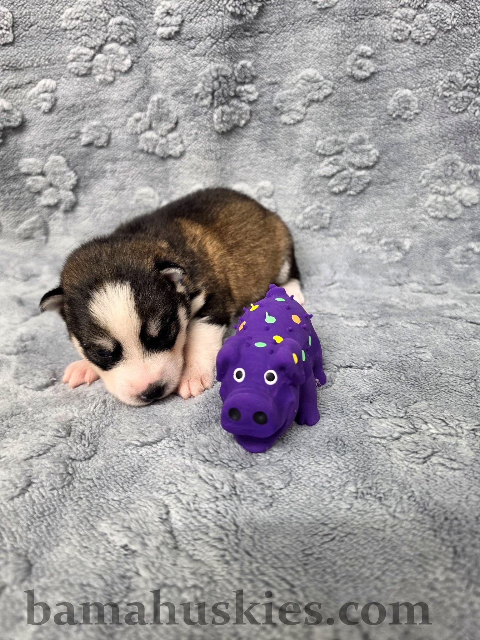 “Two-week-old Siberian Husky puppy raised at Bama Huskies in North Alabama.”