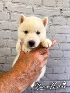 a white male husky puppy with blue eyes