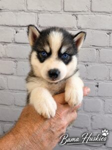 a sable and white male husky puppy female
