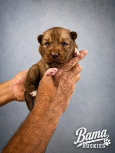 Two-week-old solid chocolate Siberian Husky female puppy from Everest's litter at Bama Huskies, showing early development, healthy body condition, and blue puppy eyes.