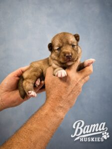 Two-week-old solid chocolate female Siberian Husky puppy from Everest's litter at Bama Huskies with rich chocolate coat and healthy early development.