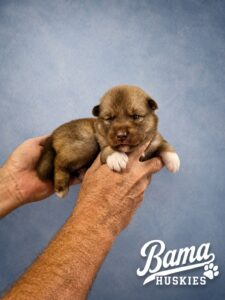 Two-week-old solid chocolate female Siberian Husky puppy from Everest's litter at Bama Huskies displaying healthy growth and strong early condition.