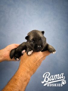 Two-week-old agouti male Siberian Husky puppy from Everest's litter at Bama Huskies showing traditional agouti coloring and healthy early development.