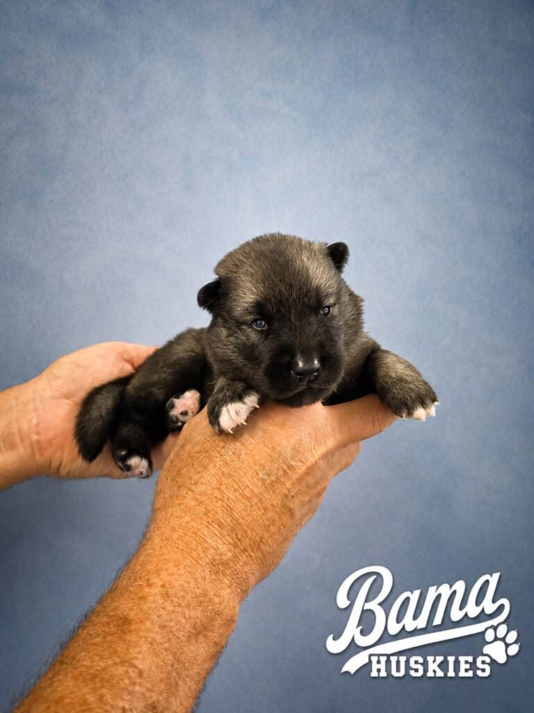 Two-week-old agouti male Siberian Husky puppy from Everest's litter at Bama Huskies showing traditional agouti coloring and healthy early development. Breed: Siberian Husky Age: 2 Weeks Litter: Everest Litter Color: Agouti Male) Program: Bama Huskies Beginnings™ Breeder: Bama Huskies | North Alabama