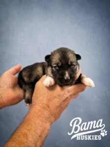 Two-week-old agouti male Siberian Husky puppy from Everest's litter at Bama Huskies with healthy body condition and developing agouti markings.