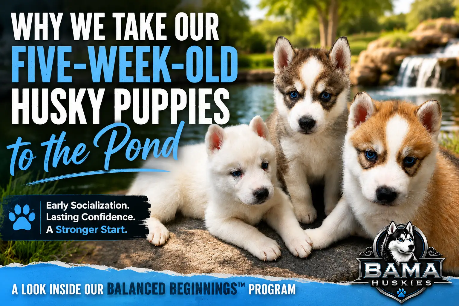 Five-week-old Eclipse Siberian Husky puppies during an early socialization outing at the pond as part of the Bama Huskies Balanced Beginnings™ program.