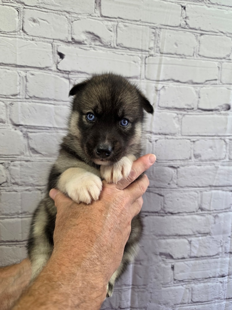Four-week-old dirty-faced agouti Husky boy from Bama Huskies