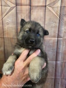 5 week old agouti husky puppy with blue eyes from Bama Huskies