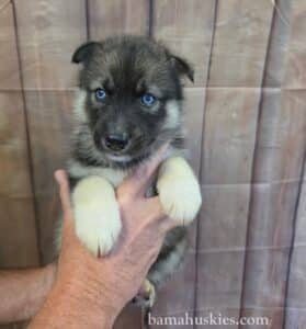 5 week old agouti husky puppy with bi eyes from Bama Huskies