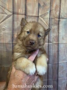 5 week old copper husky puppy with blue eyes from Bama Huskies
