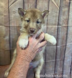 5 week old copper husky puppy with blue eyes from Bama Huskies