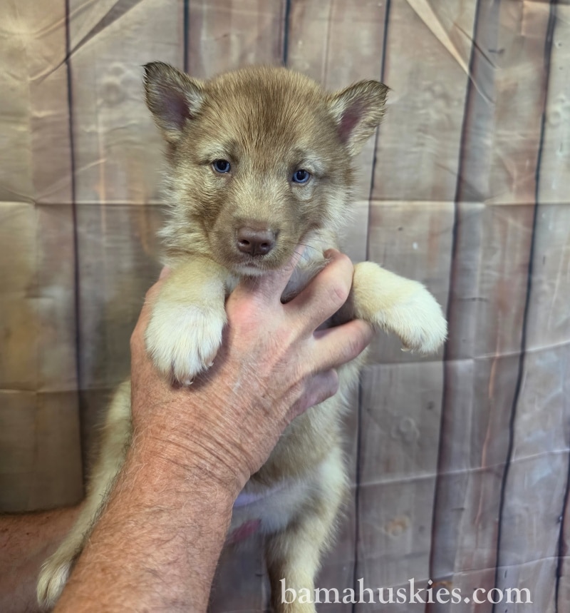 5 week old copper husky puppy with blue eyes from Bama Huskies