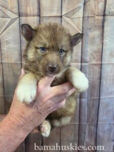 5 week old copper husky puppy with blue eyes from Bama Huskies