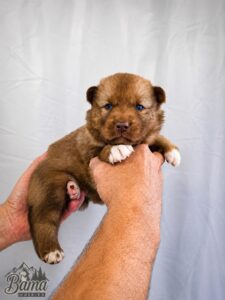 Chocolate Siberian Husky puppy with white paws being gently held at Bama Huskies during a three-week photo update.