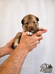 Three-week-old chocolate Siberian Husky puppy looking into the camera while being held for an individual portrait.