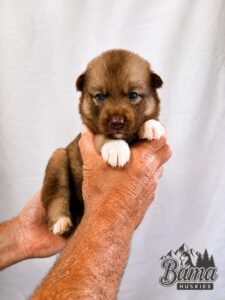 Three-week-old chocolate female husky puppy with blue eyes.