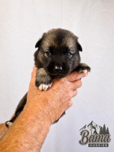 Dark agouti Siberian Husky puppy with blue eyes during a three-week puppy portrait at Bama Huskies.