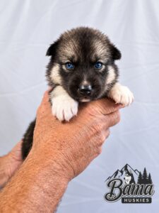 gouti Siberian Husky puppy with white paws and blue eyes photographed at three weeks of age.