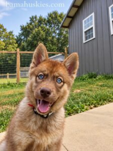 copper husky puppy
